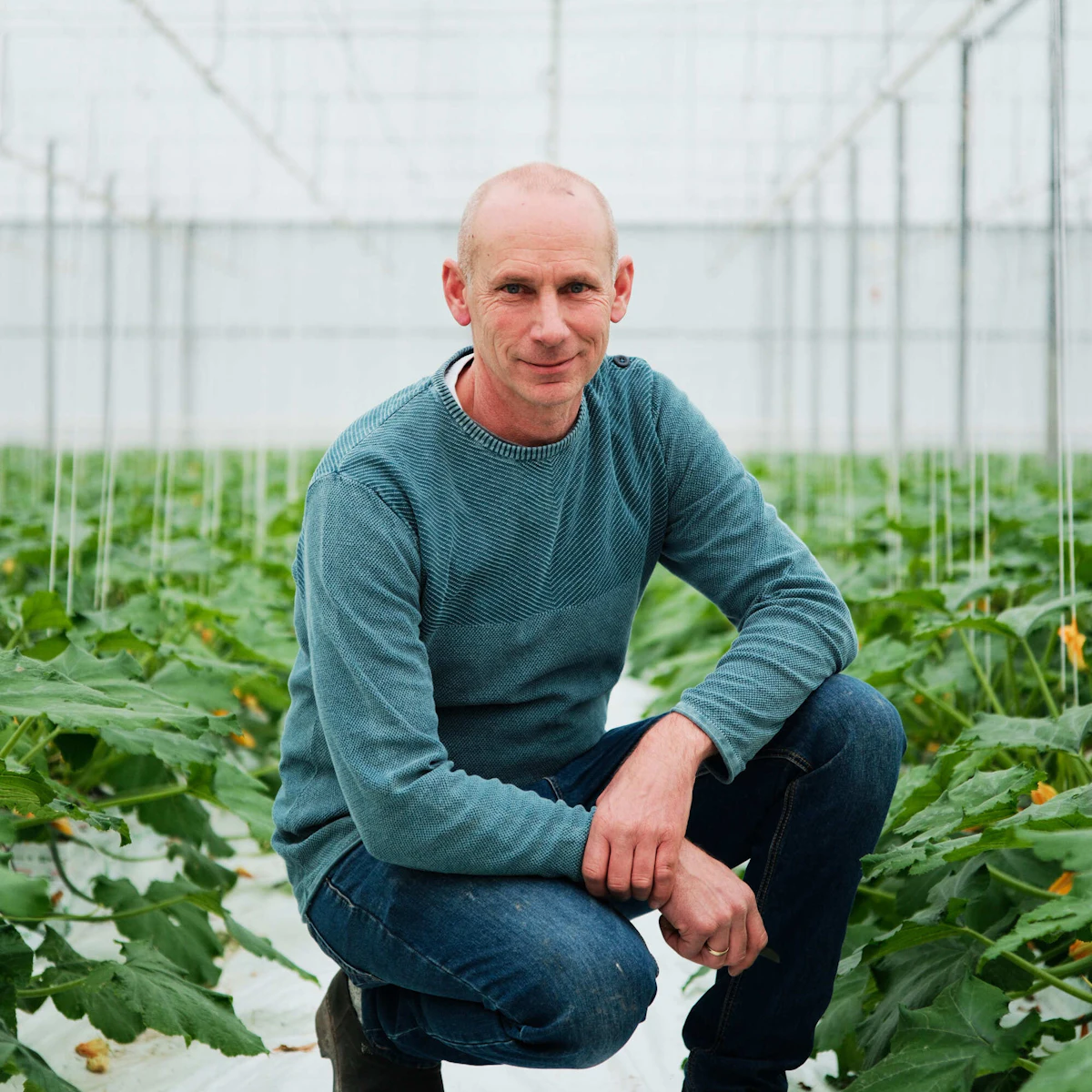 Doelmann Courgettes 1