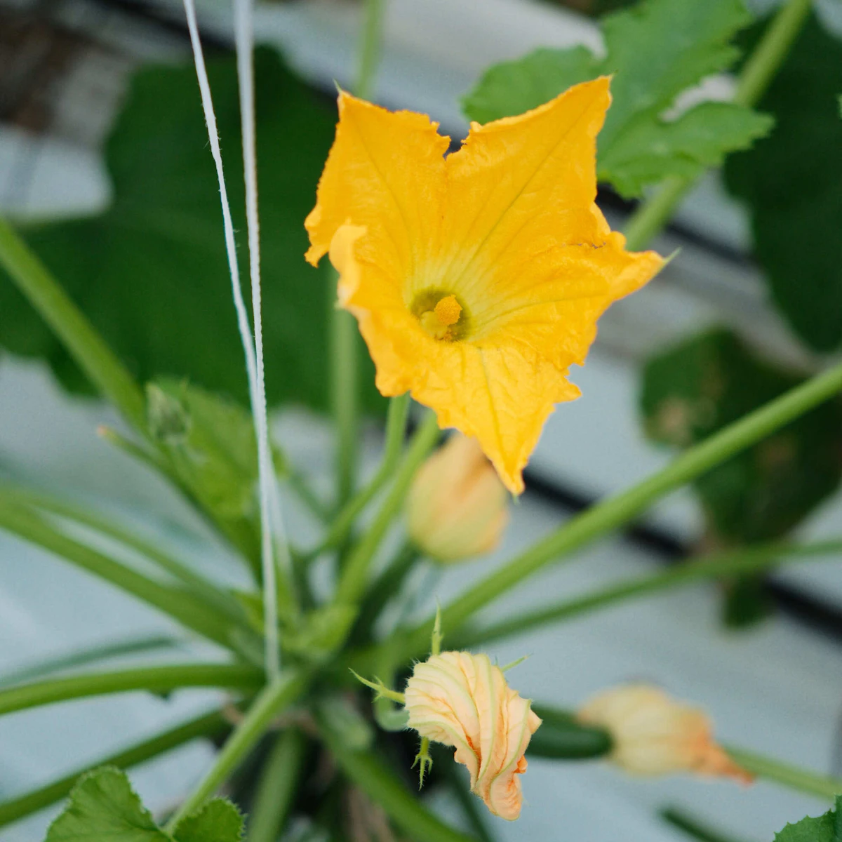 Doelmann Courgettes 11