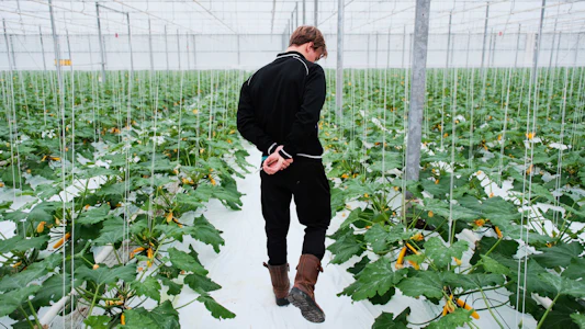 Placeholder for Doelmann Courgettes 14