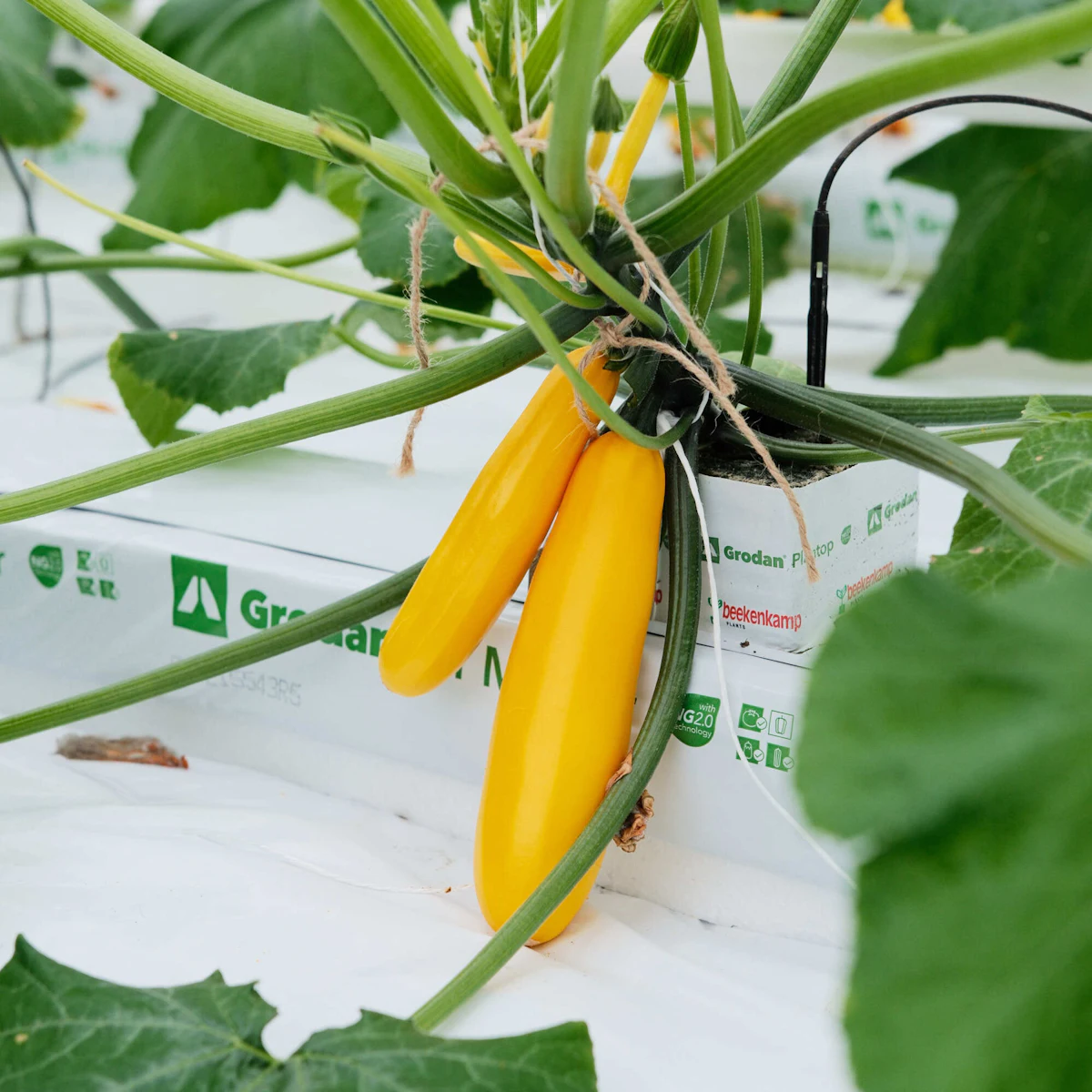 Doelmann Courgettes 15