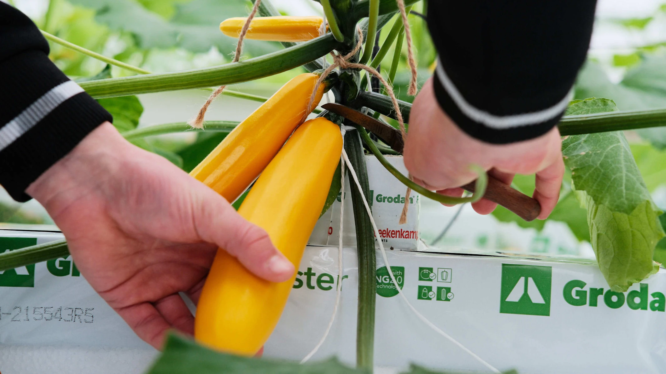 Doelmann Courgettes 16