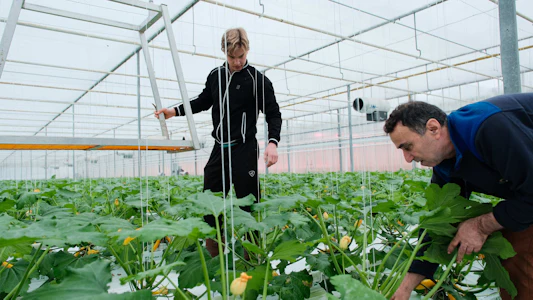 Placeholder for Doelmann Courgettes 18