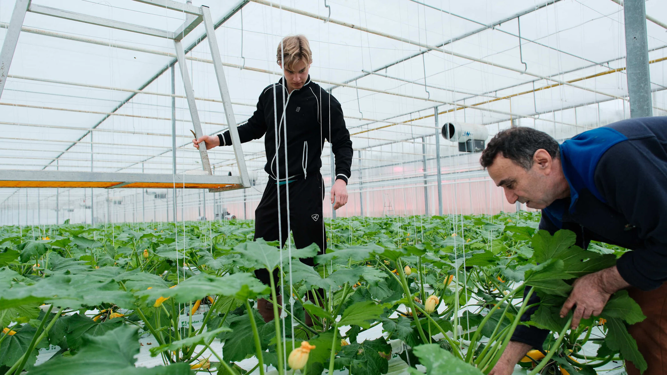 Doelmann Courgettes 18