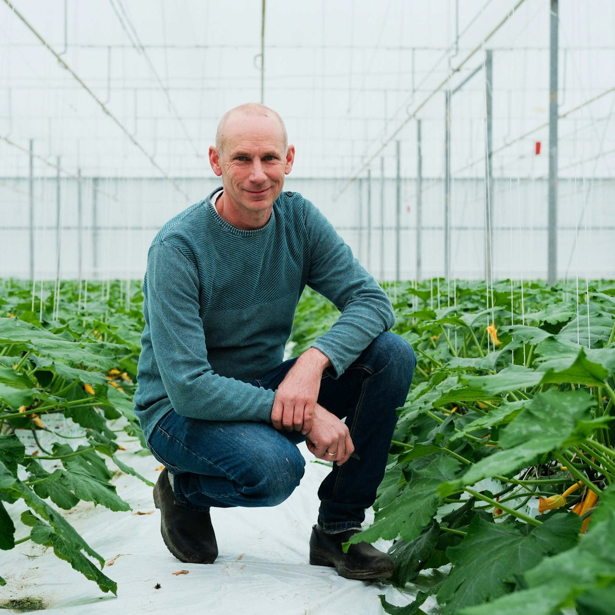 Doelmann Courgettes 2