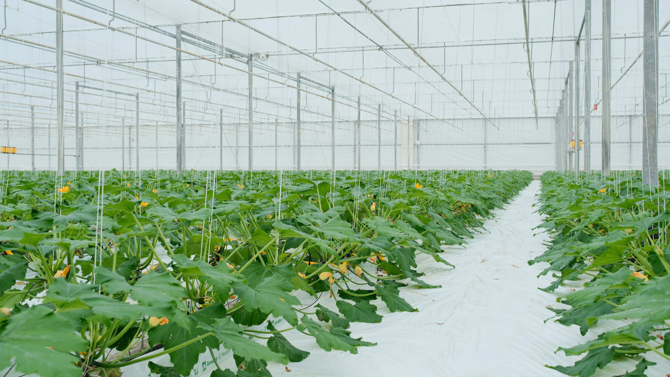 Doelmann Courgettes 21