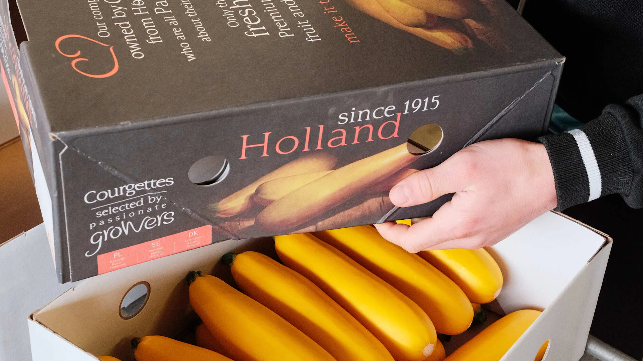 Doelmann Courgettes 23