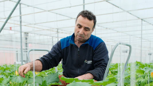 Placeholder for Doelmann Courgettes 3