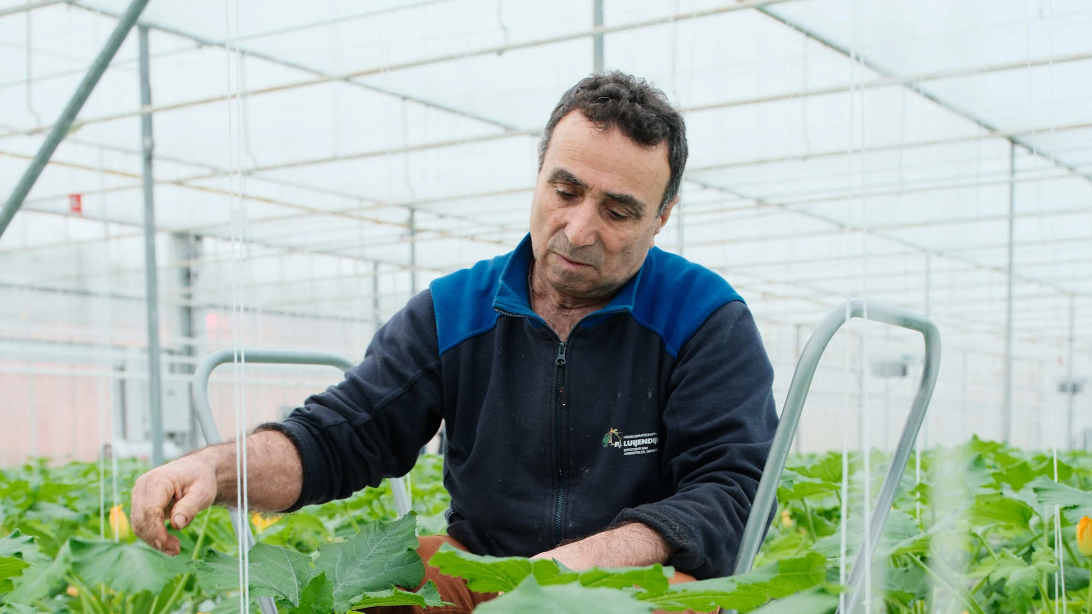 Doelmann Courgettes 3