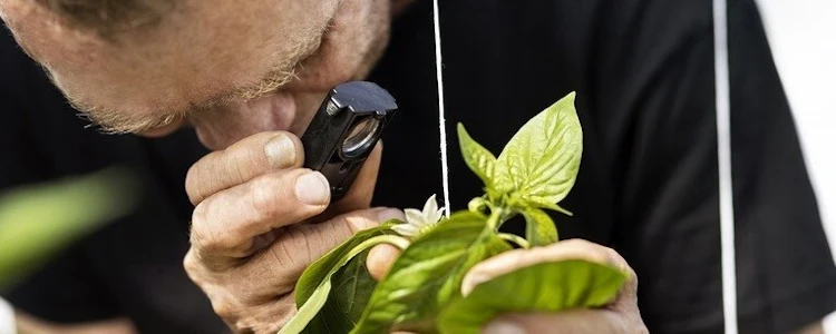 Placeholder for Green Growing Expertise Center