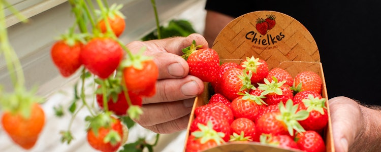 Placeholder for Penninx Chielkes aardbeien 16