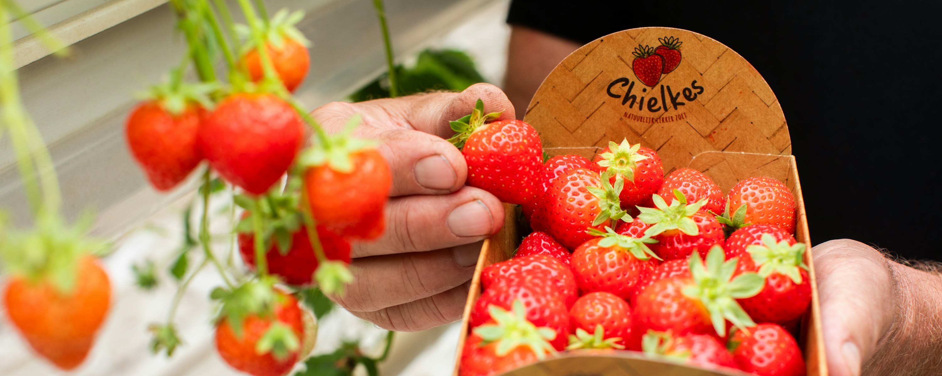 Penninx Chielkes aardbeien 16