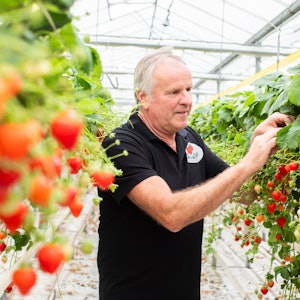 Placeholder for Penninx Chielkes aardbeien 4