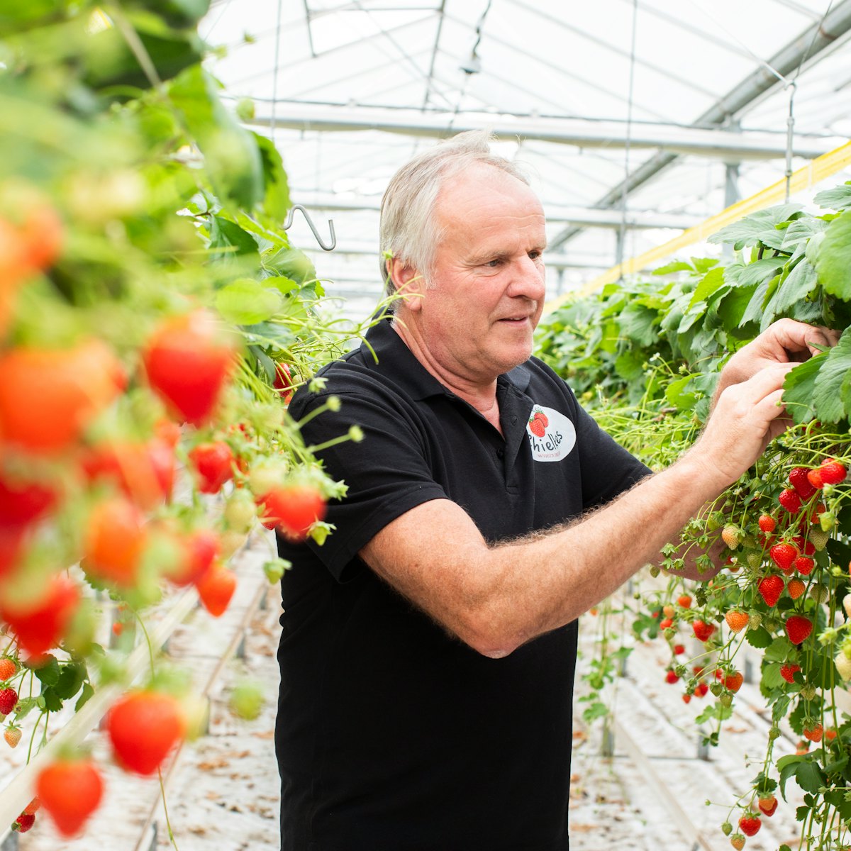 Penninx Chielkes aardbeien 4