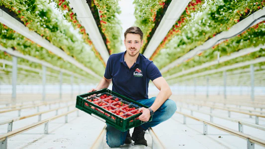 Placeholder for Rasing Aardbeien 16