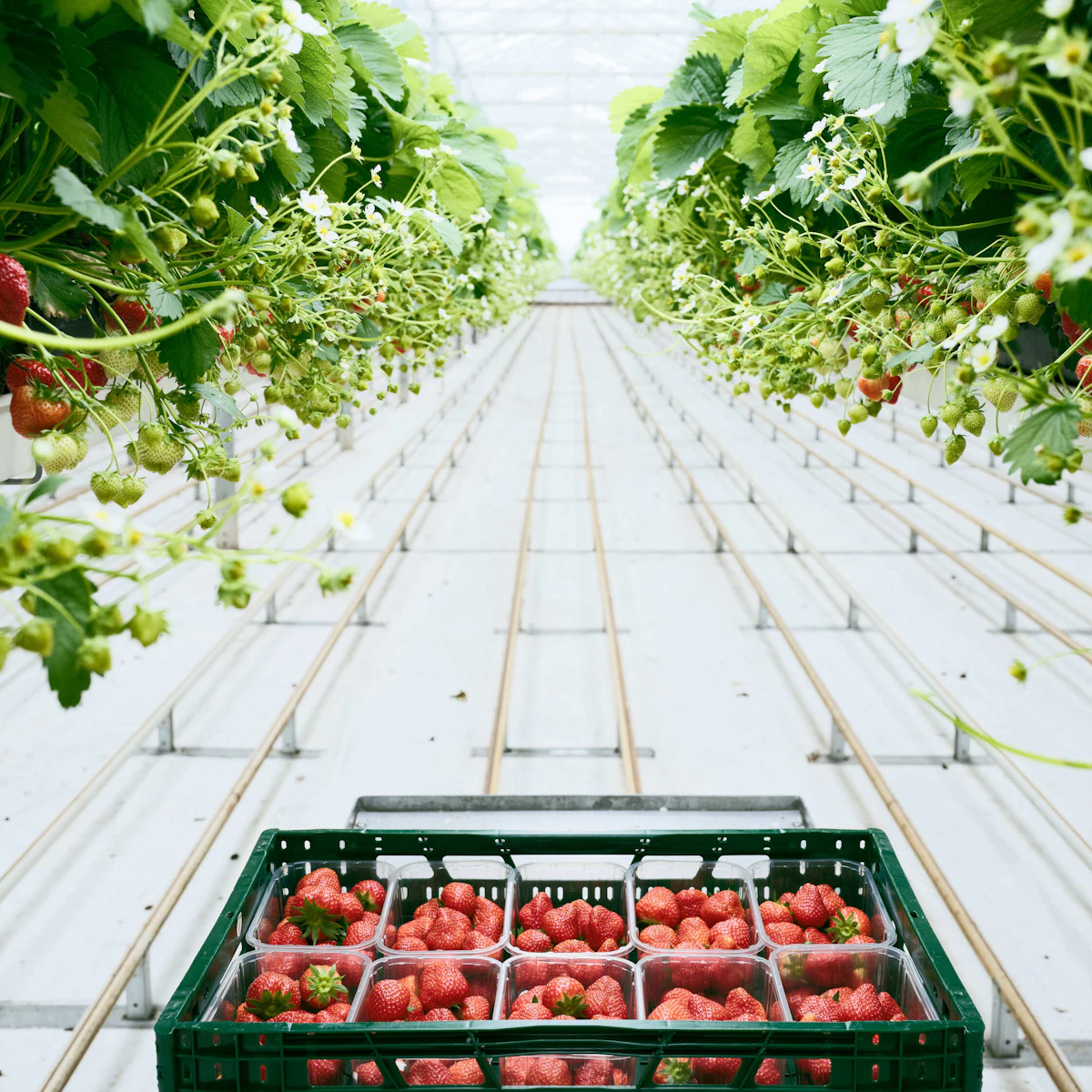 Rasing Aardbeien 24