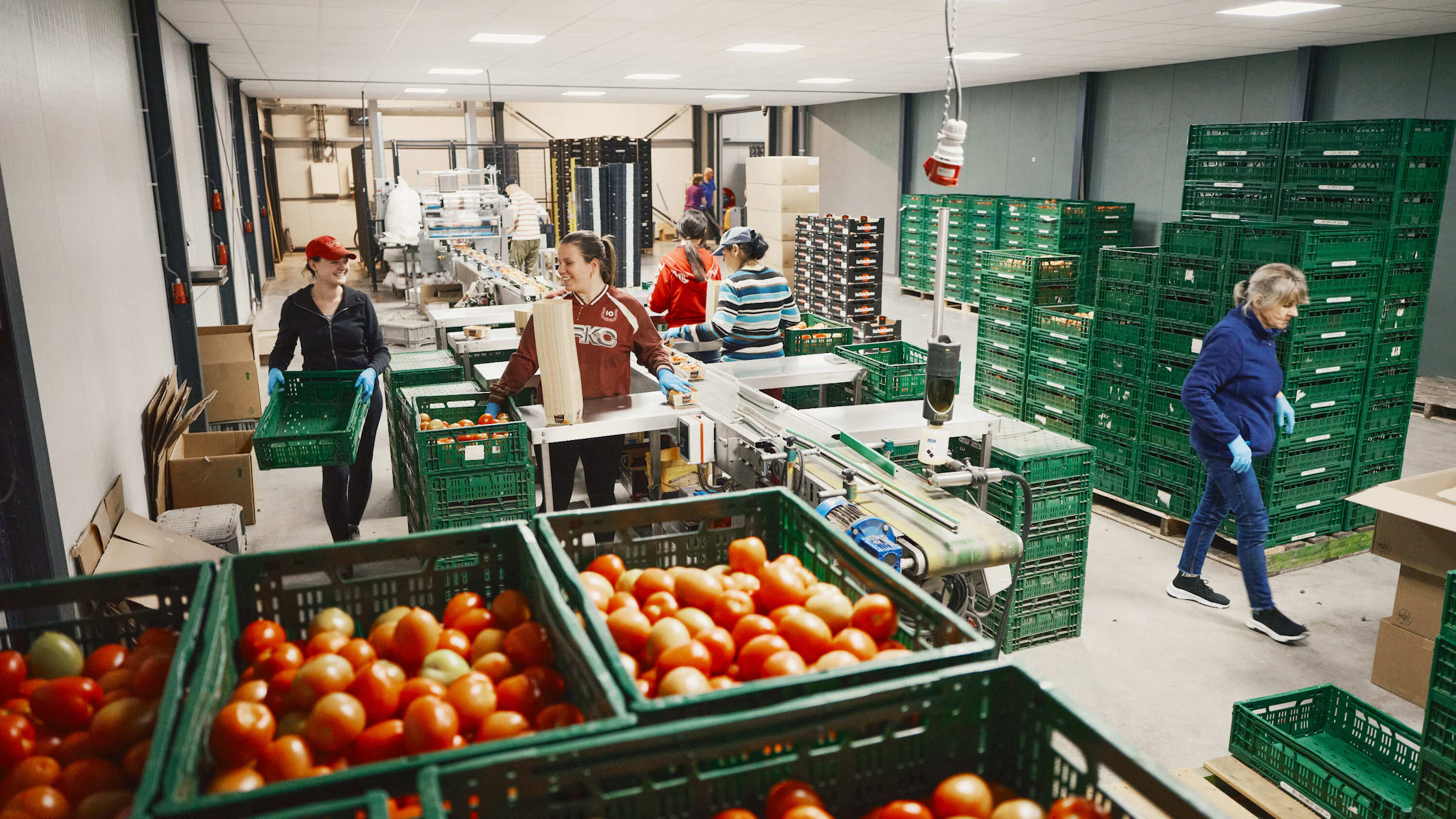 Smulders Tomaten 29