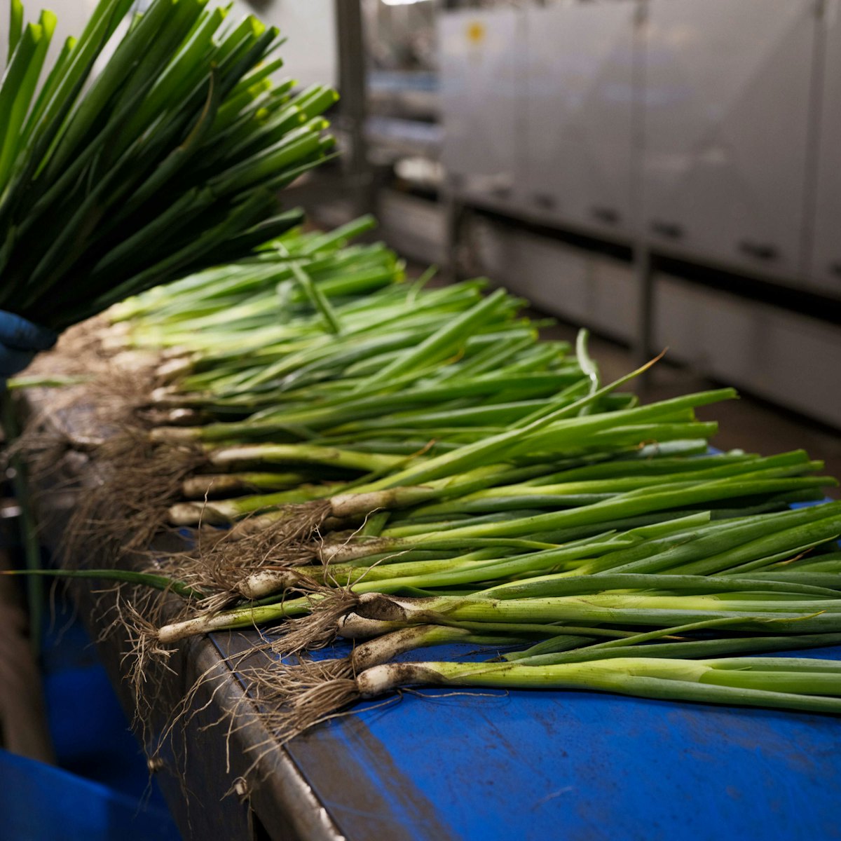 Taco Fresh ongewassen bosui op band