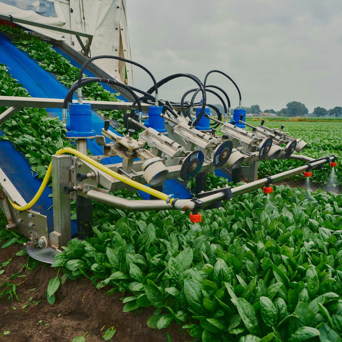Taco Fresh spinazie veld met oogstmachine