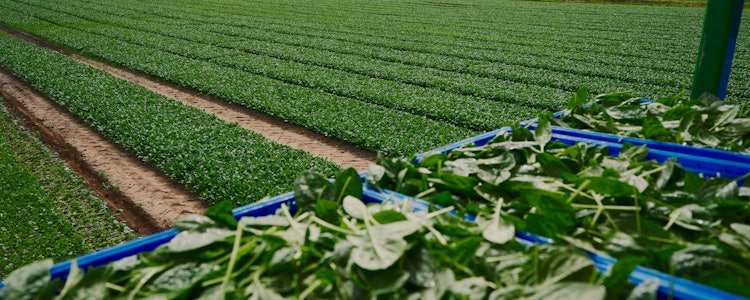 Placeholder for Taco Fresh spinazie veld plus kisten 4