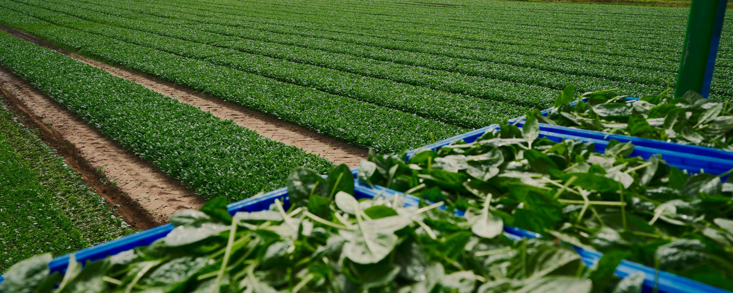 Taco Fresh spinazie veld plus kisten 4