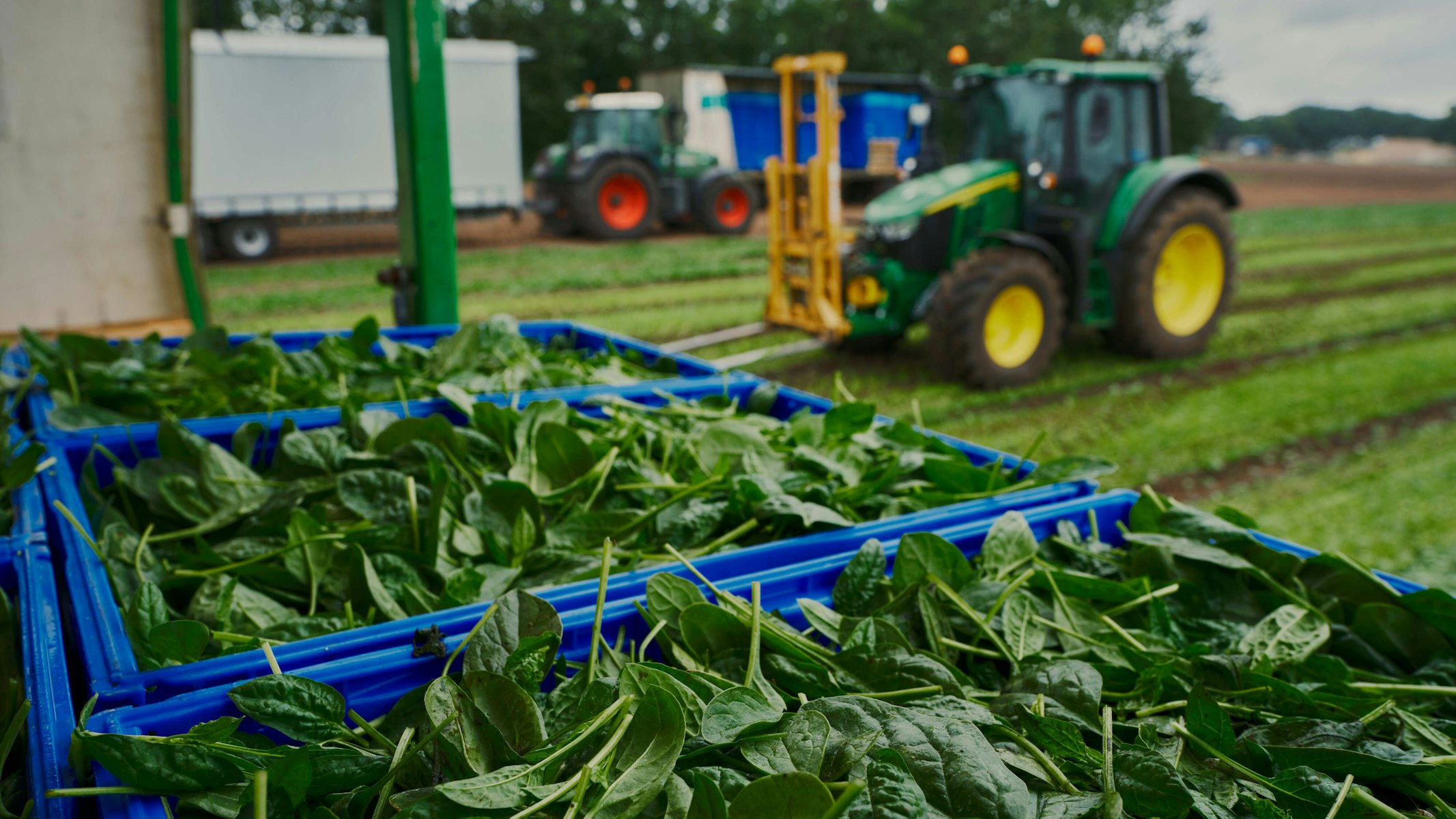 Taco Fresh spinazie veld plus tractor 2