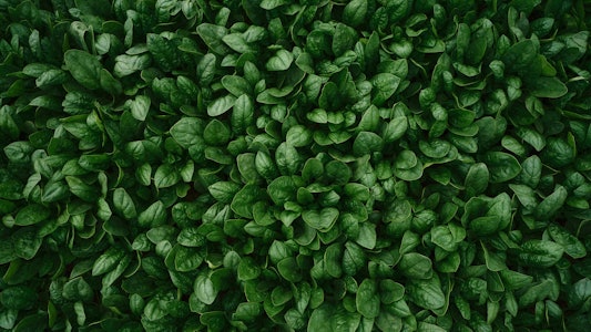 Placeholder for Taco Fresh spinzie van bovenaf