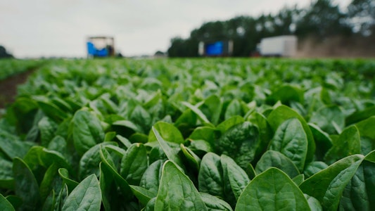 Placeholder for Taco Fresh veld spinazie 2