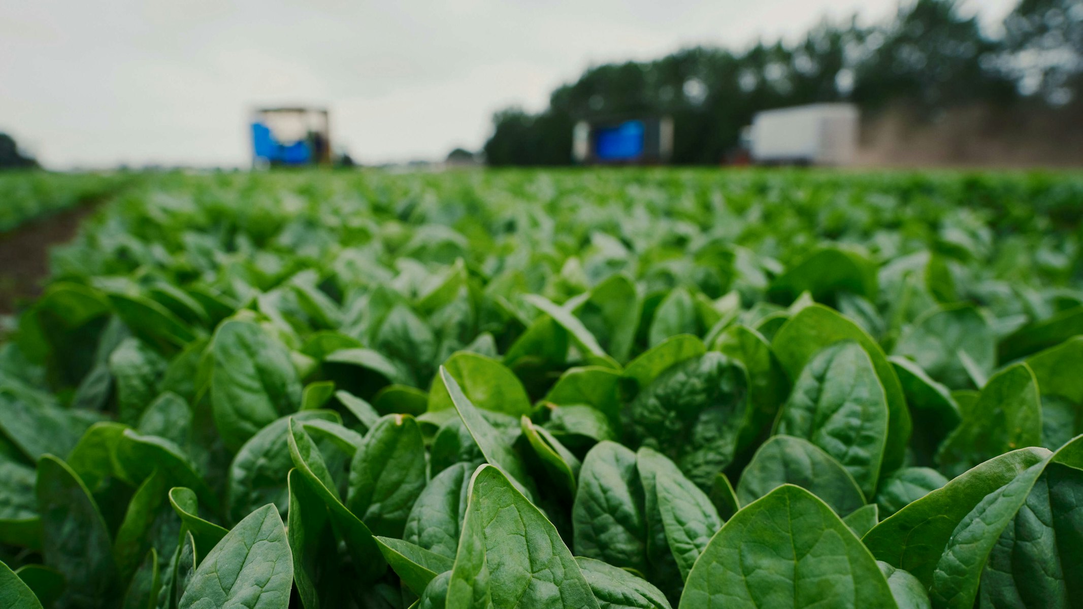 Taco Fresh veld spinazie 2