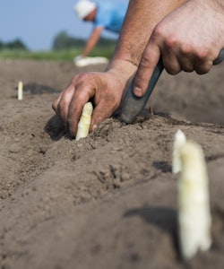 Placeholder for Asperges steken 1
