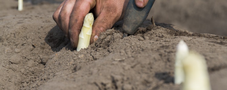 Placeholder for Asperges steken 1
