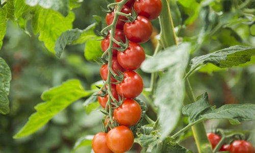 Placeholder for Tomaat (l'amuse rood)