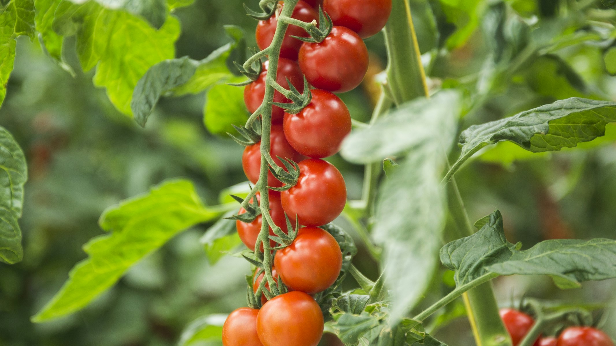 Tomaat (l'amuse rood)