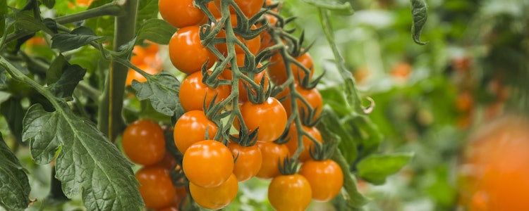 Placeholder for Tomaat (l'amuse oranje)