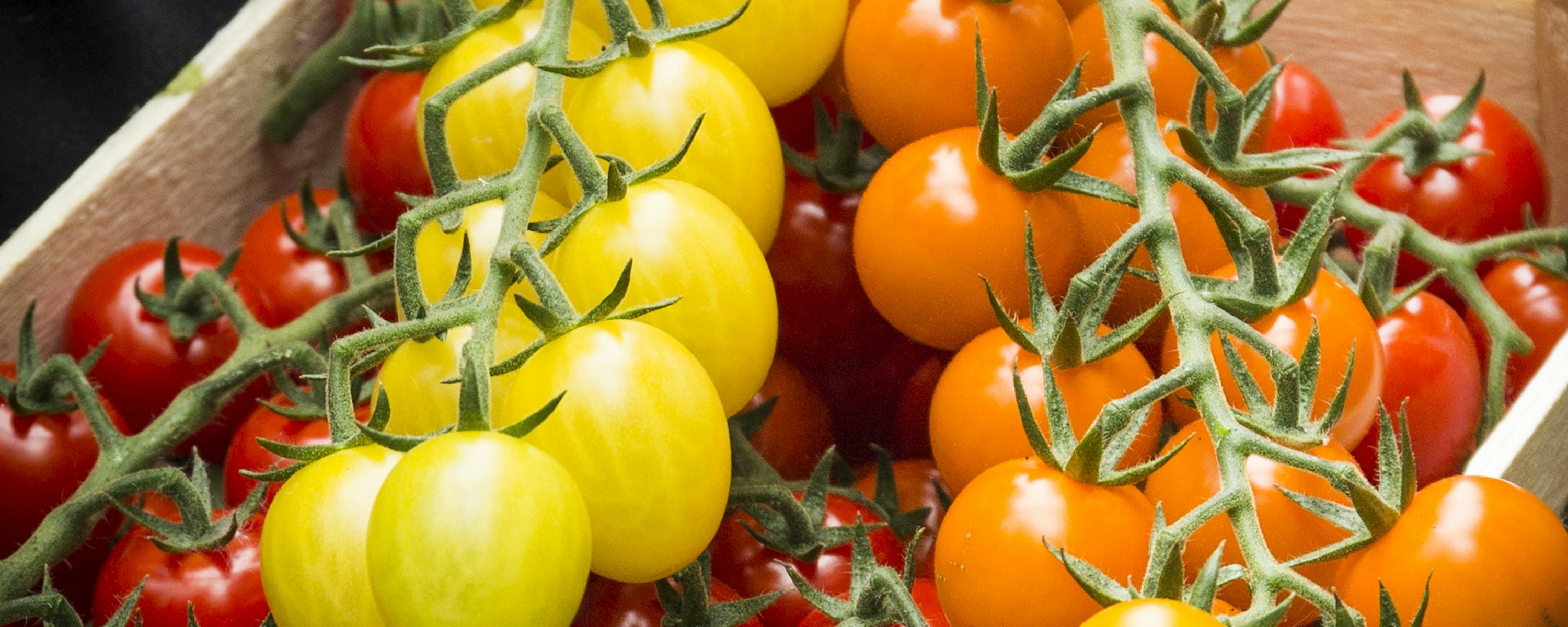 Tomaat (l'amuse mix)