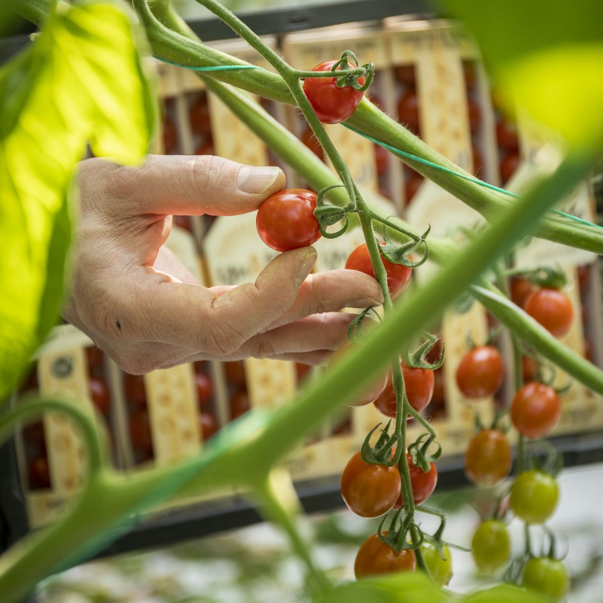Doosjes in kratje tussen planten 7