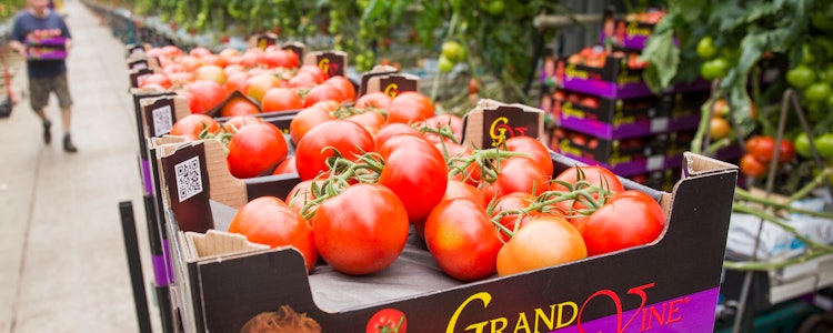 Placeholder for Grand Vine vd Kaaij 1