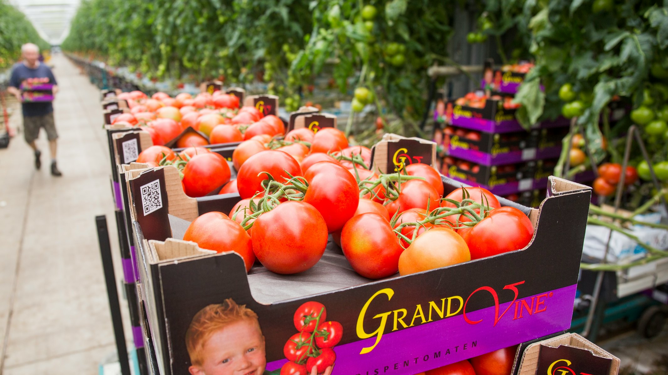 Grand Vine vd Kaaij 1