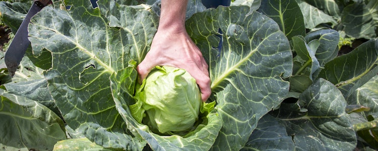 Placeholder for Spitskool 4