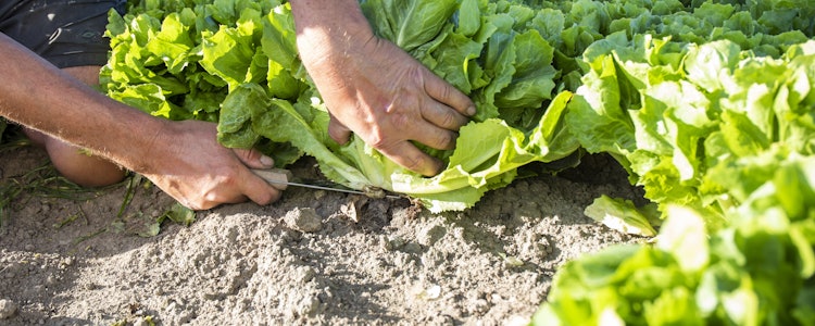 Placeholder for Kamma andijvie 4