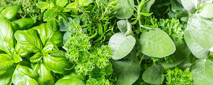 Placeholder for Kruiden