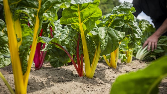 Placeholder for Mangold 6