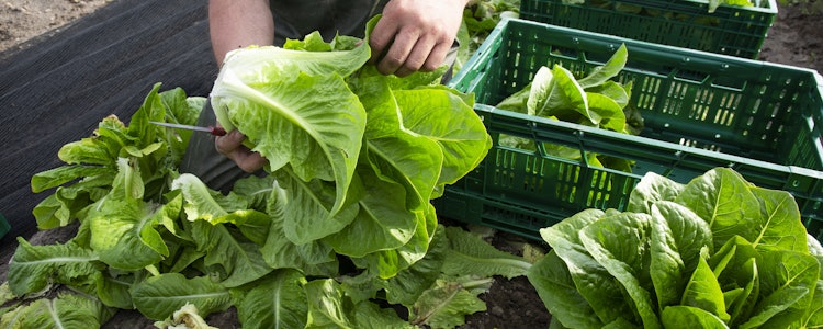 Placeholder for Marcus Janssen Romana Sla 7