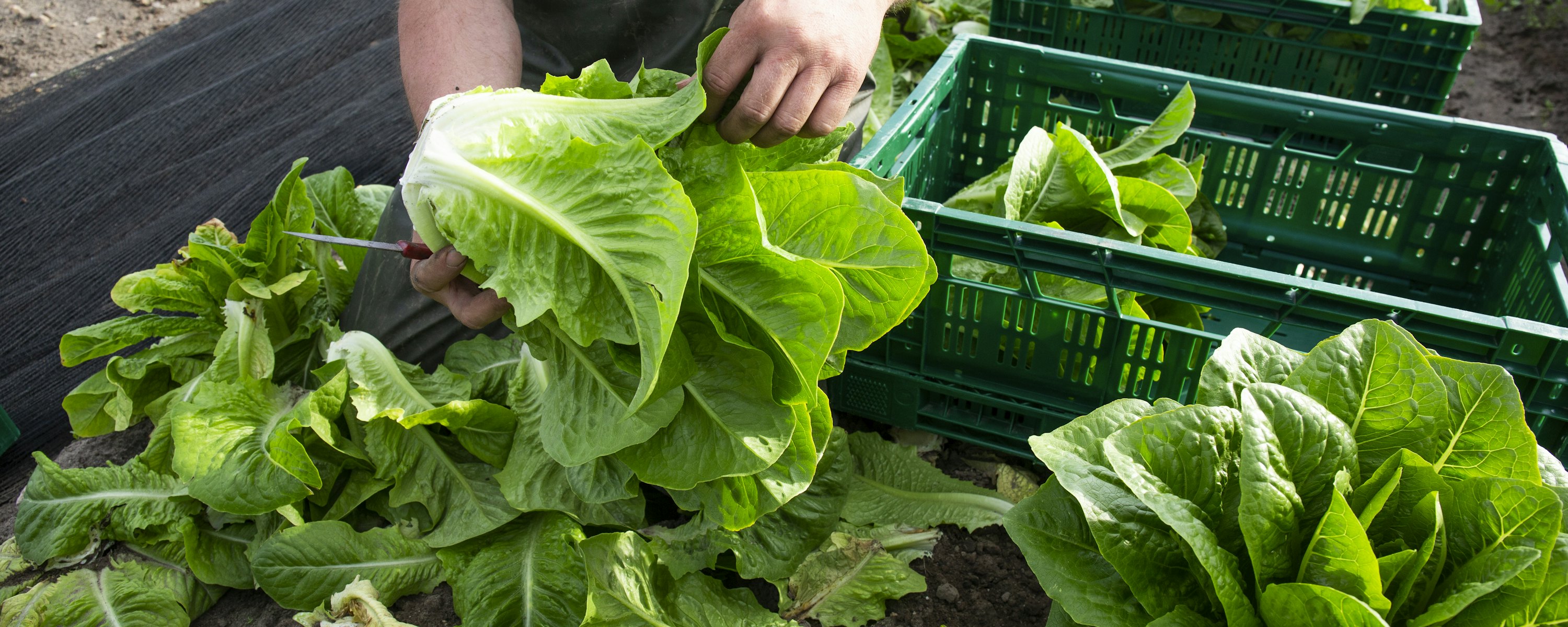 Marcus Janssen Romana Sla 7