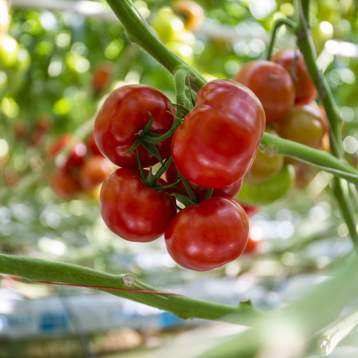 Tomaat (trostomaat) 2