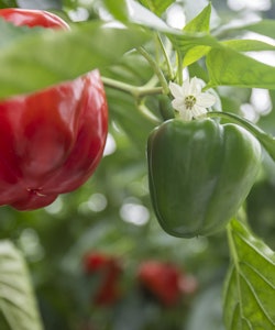 Placeholder for Paprika (rood/groen)