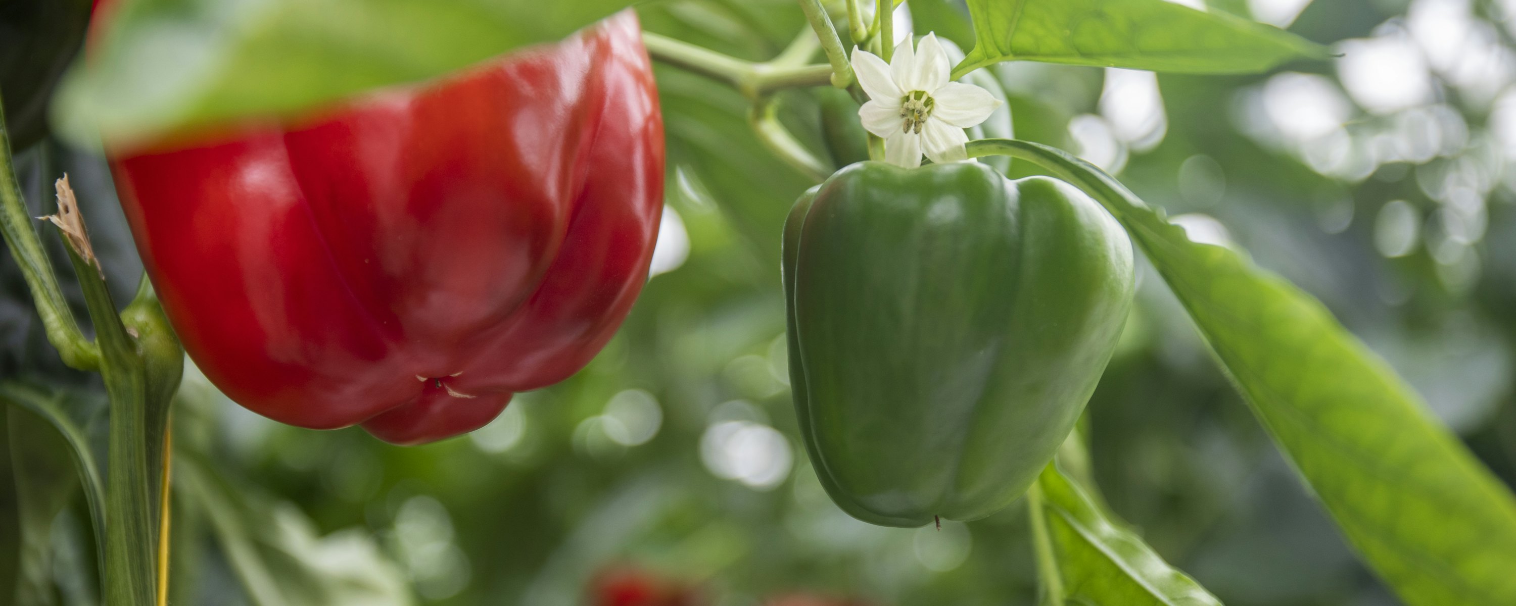 Paprika (rood/groen)
