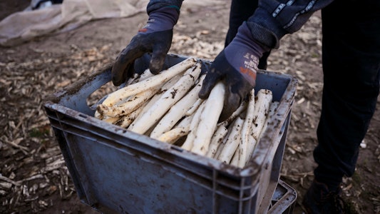 Placeholder for Paul Janssen Witte asperges 12