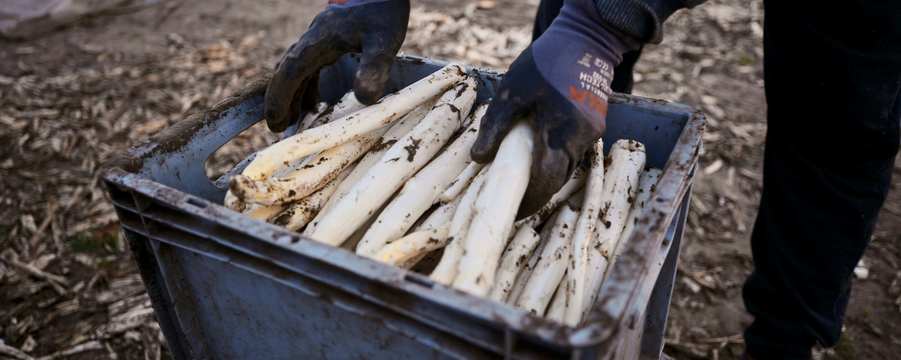 Paul Janssen Witte asperges 12