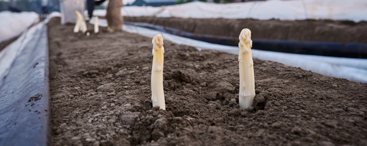 Placeholder for Paul Janssen Witte asperges 17