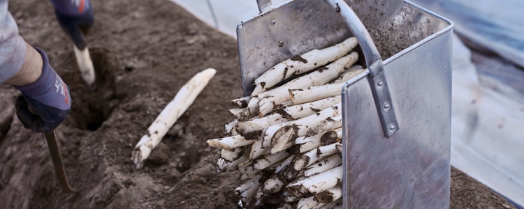 Placeholder for Paul Janssen Witte asperges 22